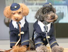Poodles debut as police dogs