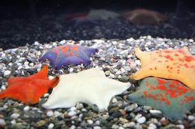 White starfish at Tottori aquarium