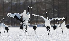 Cranes in snowy Hokkaido