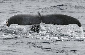 Humpback whale near Okinawa's Kerama Islands