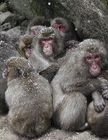 Monkeys huddle to keep warm in snow