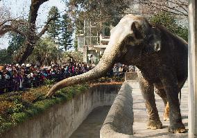 Japan's oldest Asian elephant Hanako