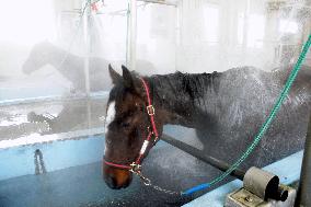 Hot spring bath for horses