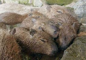 Capybara babies take hot bath at zoo in Nagasaki Pref.