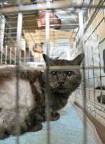 Disaster-hit cats head to Tokyo