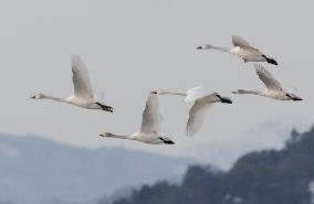 Swans head north