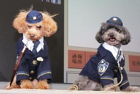 Toy poodles working as police dogs