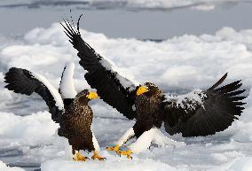 Sea eagles on drift ice