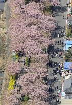 Cherry blossoms in Shizuoka
