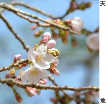Cherry blossoms bloom in Kochi