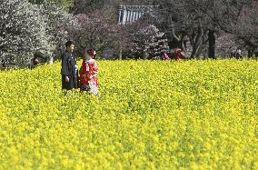 Rape blossoms in Tokyo
