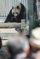 Female panda Shin Shin at Tokyo's Ueno Zoo