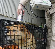 Rescued pets in Fukushima