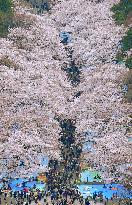 Tokyo cherry blossoms in full bloom