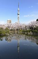 Tokyo cherry blossoms in full bloom