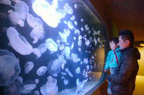 Jellyfish aquarium
