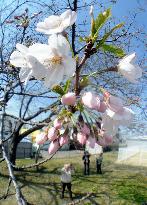Cherry blossoms bloom in Tohoku
