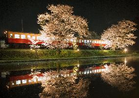 Cherry blossoms and train
