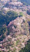 Cherry blossoms at Mt. Yoshino