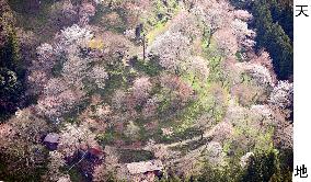 Cherry blossoms at Mt. Yoshino