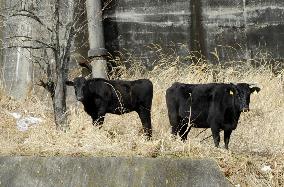 Cows left behind in Fukushima no-entry zone