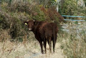 Cow left behind in Fukushima no-entry zone