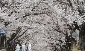 Cherry blossoms in Fukushima no-go zone