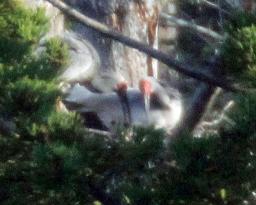 Crested ibises on Sado Island