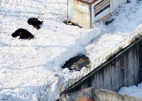 2 women die at bear farm in Akita