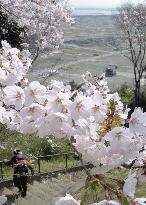 Cherry blossoms in tsunami-hit Ishinomaki