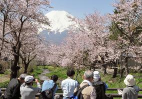 White-capped Mt. Fuji and cherry blossoms