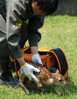 Baby deer in Nara Park