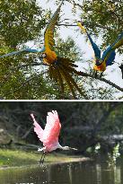 Wildlife in Pantanal