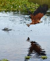 Wildlife in Pantanal