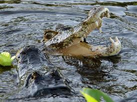 Wildlife in Pantanal