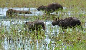 Wildlife in Pantanal