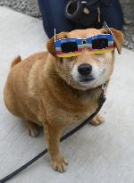 Dog with solar-eclipse glasses