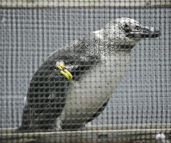 Escaped penguin recaptured