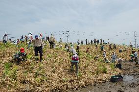 Residents in Miyagi plant trees on hill made of disaster debris