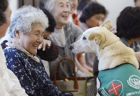 Therapy dogs comfort quake-affected people