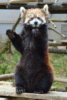 Lesser panda gestures like "beckoning cat"