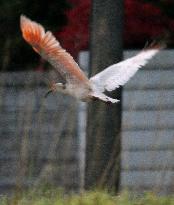 Crested ibis chick seen flying after leaving nest