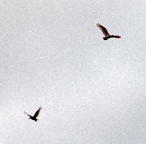 Young ibis flies