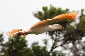 Young ibis flies