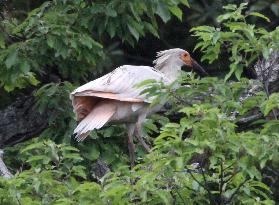 Young ibis on tree