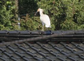 Young ibis on rooftop