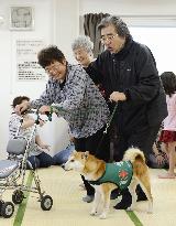 Disaster-hit dogs trained to become therapy dogs