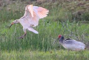 Young ibises in Sado
