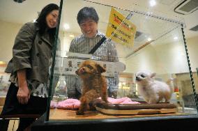 Display of cats, dogs after 8 p.m. at pet shops banned