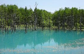 Blue pond in Biei